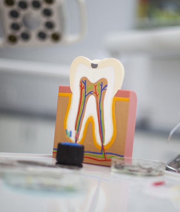 wooden model of tooth with roots